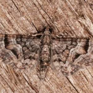 Chloroclystis metallospora at Melba, ACT - 18 Apr 2021 08:43 PM