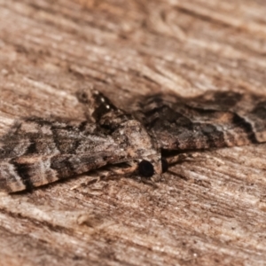 Chloroclystis metallospora at Melba, ACT - 18 Apr 2021 08:43 PM