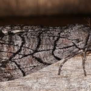 Stibaroma undescribed species at Melba, ACT - 18 Apr 2021