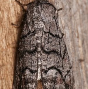 Stibaroma undescribed species at Melba, ACT - 18 Apr 2021