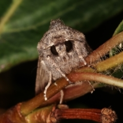 Dasygaster padockina (Tasmanian Cutworm) at Melba, ACT - 18 Apr 2021 by kasiaaus