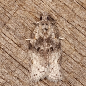 Isotenes miserana at Melba, ACT - 19 Apr 2021 07:52 PM