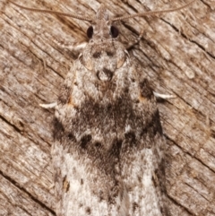 Isotenes miserana at Melba, ACT - 19 Apr 2021 07:52 PM