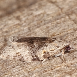 Isotenes miserana at Melba, ACT - 19 Apr 2021 07:52 PM