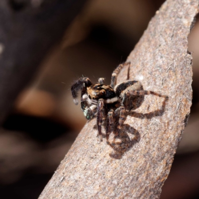 Jotus auripes (Jumping spider) at Forde, ACT - 21 Apr 2021 by DPRees125