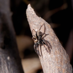 Jotus auripes at Forde, ACT - 21 Apr 2021 02:55 PM