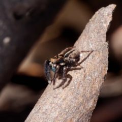 Jotus auripes at Forde, ACT - 21 Apr 2021 02:55 PM