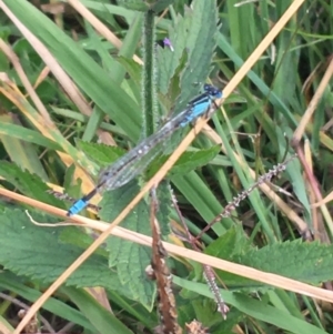 Ischnura heterosticta at Holt, ACT - 22 Apr 2021