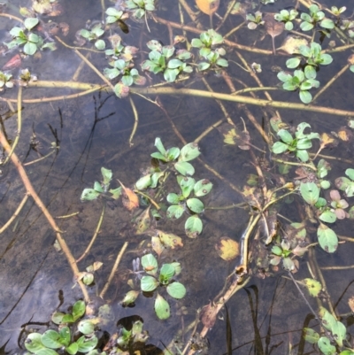 Ludwigia peploides subsp. montevidensis (Water Primrose) at Holt, ACT - 22 Apr 2021 by Ned_Johnston