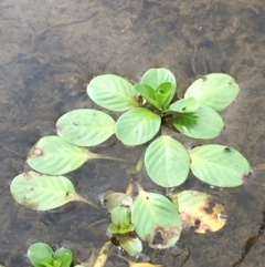 Ludwigia peploides subsp. montevidensis at Holt, ACT - 22 Apr 2021 12:39 PM