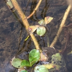 Ludwigia peploides subsp. montevidensis at Holt, ACT - 22 Apr 2021 12:39 PM