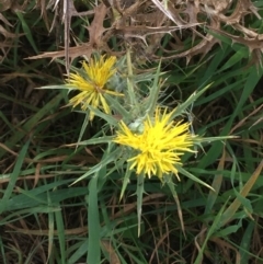 Carthamus lanatus (Saffron Thistle) at Ginninderry Conservation Corridor - 22 Apr 2021 by NedJohnston