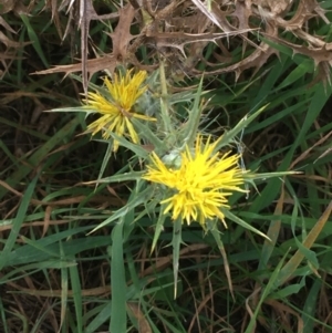 Carthamus lanatus at Holt, ACT - 22 Apr 2021