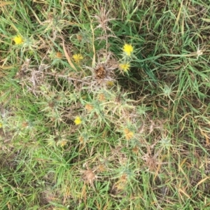 Carthamus lanatus at Holt, ACT - 22 Apr 2021