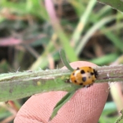 Hippodamia variegata (Spotted Amber Ladybird) at Holt, ACT - 22 Apr 2021 by NedJohnston