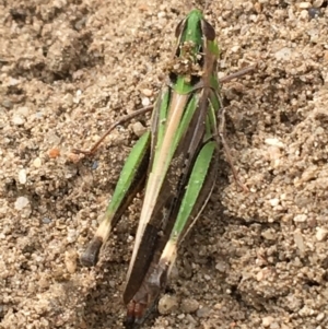 Caledia captiva at Holt, ACT - 22 Apr 2021 12:16 PM