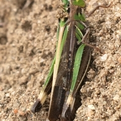 Caledia captiva at Holt, ACT - 22 Apr 2021 12:16 PM