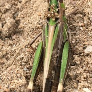 Caledia captiva at Holt, ACT - 22 Apr 2021 12:16 PM