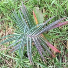 Euphorbia lathyris (Caper Spurge) at Woodstock Nature Reserve - 22 Apr 2021 by Ned_Johnston