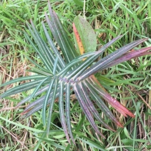 Euphorbia lathyris at Woodstock Nature Reserve - 22 Apr 2021