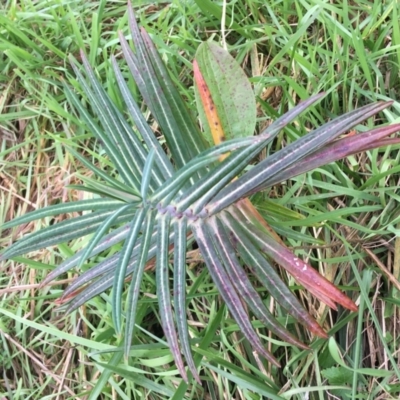 Euphorbia lathyris (Caper Spurge) at Woodstock Nature Reserve - 22 Apr 2021 by NedJohnston