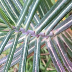 Euphorbia lathyris at Woodstock Nature Reserve - 22 Apr 2021