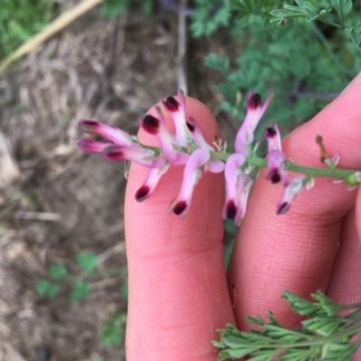 Fumaria sp. (Fumitory) at Holt, ACT - 22 Apr 2021 by NedJohnston