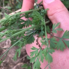 Fumaria sp. at Holt, ACT - 22 Apr 2021