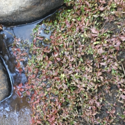 Ludwigia palustris (Marsh Purslane) at Holt, ACT - 22 Apr 2021 by NedJohnston