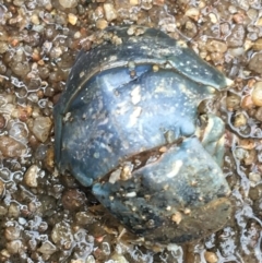 Euastacus armatus at Holt, ACT - suppressed