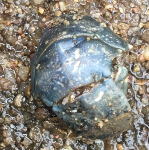 Euastacus armatus at Holt, ACT - suppressed