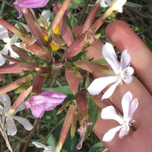 Saponaria officinalis at Woodstock Nature Reserve - 22 Apr 2021 11:33 AM