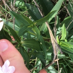 Saponaria officinalis at Woodstock Nature Reserve - 22 Apr 2021 11:33 AM