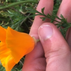 Eschscholzia californica (California Poppy) at Holt, ACT - 22 Apr 2021 by NedJohnston
