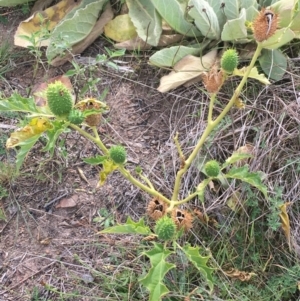 Datura stramonium at Holt, ACT - 22 Apr 2021