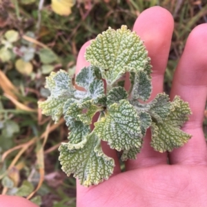 Marrubium vulgare at Holt, ACT - 22 Apr 2021