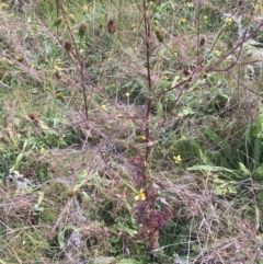 Bidens subalternans (Greater Beggars Ticks) at Holt, ACT - 22 Apr 2021 by Ned_Johnston