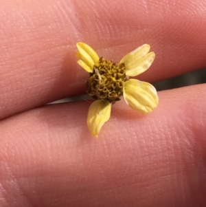 Bidens subalternans at Holt, ACT - 22 Apr 2021