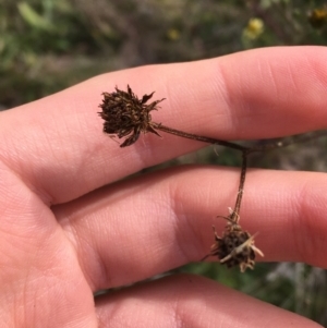 Bidens subalternans at Holt, ACT - 22 Apr 2021