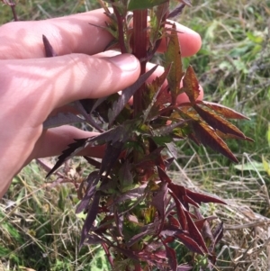 Bidens subalternans at Holt, ACT - 22 Apr 2021