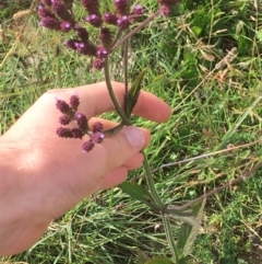 Verbena incompta (Purpletop) at Holt, ACT - 22 Apr 2021 by NedJohnston