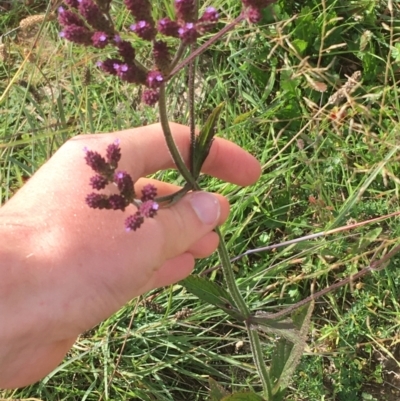 Verbena incompta (Purpletop) at Holt, ACT - 22 Apr 2021 by NedJohnston