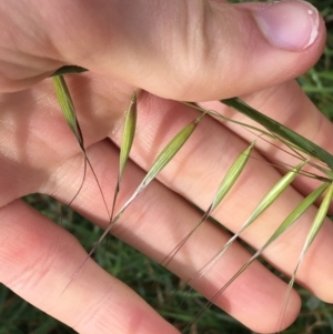 Avena sp. at Holt, ACT - 22 Apr 2021