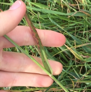 Avena sp. at Holt, ACT - 22 Apr 2021