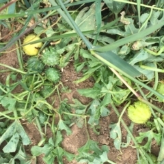 Cucumis myriocarpus (Prickly Paddy Melon) at Ginninderry Conservation Corridor - 22 Apr 2021 by NedJohnston
