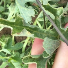 Cucumis myriocarpus at Holt, ACT - 22 Apr 2021