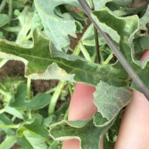 Cucumis myriocarpus at Holt, ACT - 22 Apr 2021