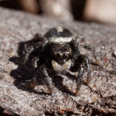 Salpesia sp. (genus) (Salpesia Jumping Spider) at Mulligans Flat - 21 Apr 2021 by DPRees125
