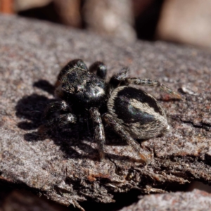 Salpesia sp. (genus) at Forde, ACT - 21 Apr 2021