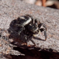 Salpesia sp. (genus) at Forde, ACT - 21 Apr 2021